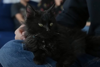 Illustration de l'article : Rescapé d’un séisme en Turquie, ce chat chanceux débute une nouvelle vie à des milliers de kilomètres de là (vidéo)