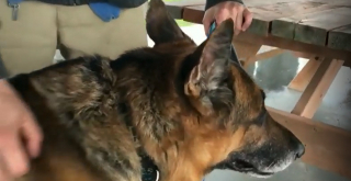 Illustration de l'article : Après avoir été volé sur un parking, ce Berger Allemand réapparaît mystérieusement une semaine après