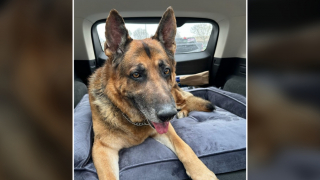 Illustration de l'article : Après avoir été volé sur un parking, ce Berger Allemand réapparaît mystérieusement une semaine après