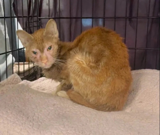 Illustration de l'article : Alors que sa santé ne laissait présager rien de bon, cette chatte a mené son combat auprès de bénévoles (vidéo)