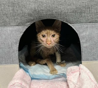 Illustration de l'article : Alors que sa santé ne laissait présager rien de bon, cette chatte a mené son combat auprès de bénévoles (vidéo)