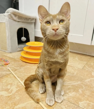 Illustration de l'article : Alors que sa santé ne laissait présager rien de bon, cette chatte a mené son combat auprès de bénévoles (vidéo)