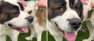 Illustration de l'article : Une vidéo postée sur TikTok donne de la visibilité à ce joyeux Saint-Bernard dans l’attente d’une famille 