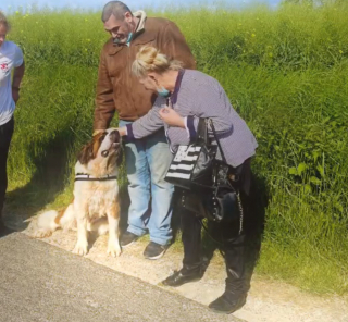 Illustration de l'article : Le combat pour la survie d'Orphée, un Saint Bernard délaissé et son incroyable rétablissement