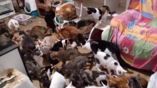 Illustration de l'article : Après avoir hérité de 36 chats, une femme sollicite l’aide de la Fondation 30 Millions d’Amis