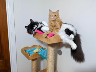 Illustration de l'article : Aveugle et très introverti, ce chaton a dû attendre de longs mois avant de tourner la page de son abandon