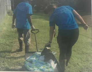 Illustration de l'article : Découvrez l’histoire inspirante de « Little T », un chat obèse qui ne trouvait personne pour l’aimer (vidéo)