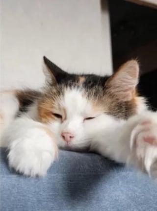 Illustration de l'article : Une jeune femme adopte un chat âgé pour lui offrir une fin de vie paisible : son projet se retourne contre elle