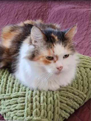 Illustration de l'article : Une jeune femme adopte un chat âgé pour lui offrir une fin de vie paisible : son projet se retourne contre elle