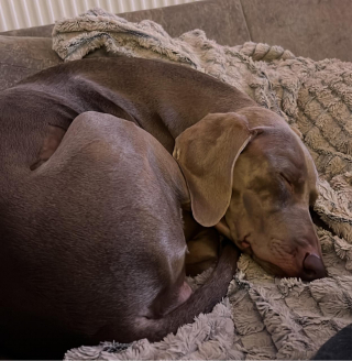 Illustration de l'article : Un homme pr&ecirc;t &agrave; d&eacute;penser des fortunes et &laquo; vendre sa maison &raquo; pour sauver sa chienne malade