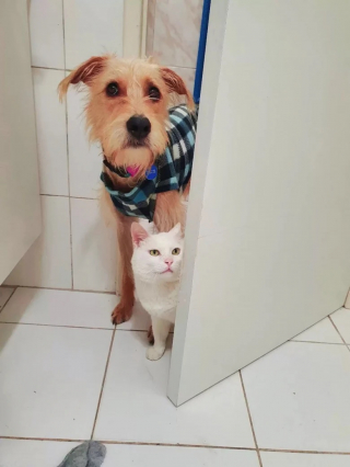 Illustration de l'article : Entretenant une amitié hors du commun avec un chat, un jeune chien remercie son acolyte d’une tendre façon (vidéo)