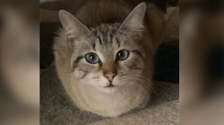 Illustration de l'article : Malgré des miaulements incessants, une chatte peine à s’extraire d’une fosse dont elle est prisonnière