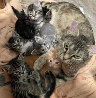 Illustration de l'article : Une chatte très protectrice envers sa portée accorde progressivement sa confiance à sa sauveteuse