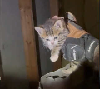 Illustration de l'article : Alerté par des miaulements dans un conduit d’aération, un couple fait la plus mignonne des découvertes (vidéo)