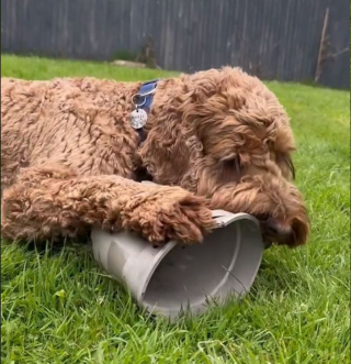 Illustration de l'article : Pour profiter de son jardin plus longtemps, ce Cockapoo a trouvé un stratagème hilarant (vidéo)