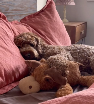 Illustration de l'article : Pour profiter de son jardin plus longtemps, ce Cockapoo a trouvé un stratagème hilarant (vidéo)