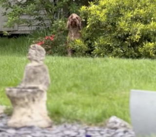 Illustration de l'article : Pour profiter de son jardin plus longtemps, ce Cockapoo a trouvé un stratagème hilarant (vidéo)