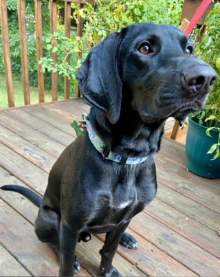 Illustration de l'article : Ils rêvaient d’adopter un chien : la vidéo émouvante d’une rencontre entre une famille et son animal de compagnie