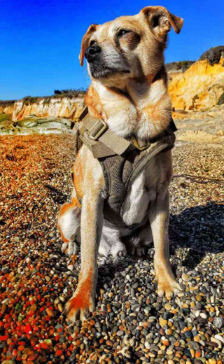 Illustration de l'article : Après des années de bons et loyaux services, un chien pisteur est soutenu par sa communauté dans la maladie