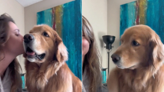 Illustration de l'article : Découvrez comment Brady le Golden Retriever réclame des bisous à sa maîtresse de la plus mignonne des façons (vidéo)