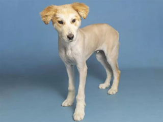 Illustration de l'article : Coincé dans un cactus, ce chiot errant reçoit l’aide providentielle d’une bonne samaritaine qui l’emmène d’urgence à l’hôpital (vidéo)