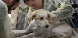 Illustration de l'article : Coincé dans un cactus, ce chiot errant reçoit l’aide providentielle d’une bonne samaritaine qui l’emmène d’urgence à l’hôpital (vidéo)