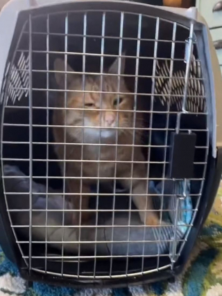 Illustration de l'article : Margo, une chatte craintive et fuyant les caresses, change de comportement après avoir quitté le refuge (vidéo)