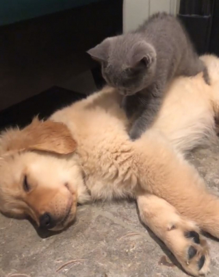 Illustration de l'article : Cet adorable chaton qui masse un chiot endormi a attendri des millions d’internautes (vidéo)