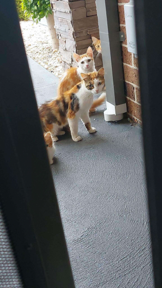 Illustration de l'article : En cuisinant un plat de calamars, un homme se rend compte qu’il est observé par un public de chats gourmands
