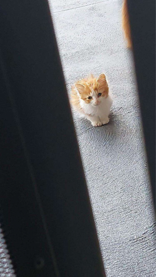 Illustration de l'article : En cuisinant un plat de calamars, un homme se rend compte qu’il est observé par un public de chats gourmands