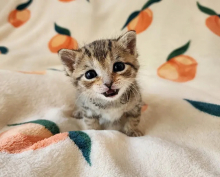 Illustration de l'article : Abandonn&eacute; au milieu d&rsquo;une pelouse, un chaton en d&eacute;tresse a &eacute;t&eacute; remarqu&eacute; par une habitante gr&acirc;ce &agrave; ses cris