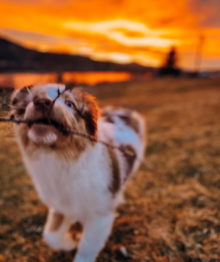 Illustration de l'article : Un Berger Australien perdu en montagne reçoit l’aide providentielle d’un groupe de bénévoles et d'un drone