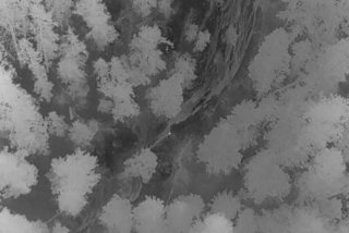 Illustration de l'article : Un Berger Australien perdu en montagne reçoit l’aide providentielle d’un groupe de bénévoles et d'un drone