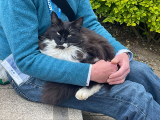 Illustration de l'article : Un chat perdu retrouve son foyer gr&acirc;ce &agrave; une conf&eacute;rence d&eacute;di&eacute;e au bien-&ecirc;tre animal