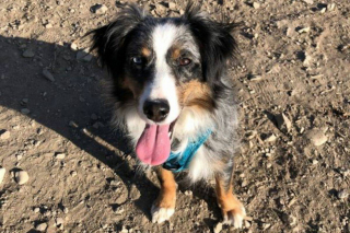 Illustration de l'article : Ayant vécu le pire dans la cave d’une maison, une chienne découvre la sérénité et la tendresse d’un foyer