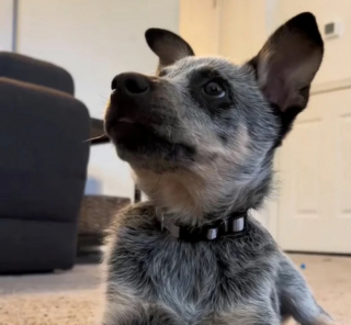 Illustration de l'article : Véritable sosie d’un personnage de dessin animé, ce chien rencontre un succès grandissant sur TikTok (vidéo)