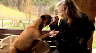 Illustration de l'article : Après avoir pris soin des autres toute sa vie, ce Pitbull malade a besoin d’aide pour réaliser sa liste de souhaits