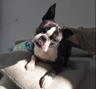 Illustration de l'article : 20 photos de chiens qui tirent la langue, mais pas pour vous narguer