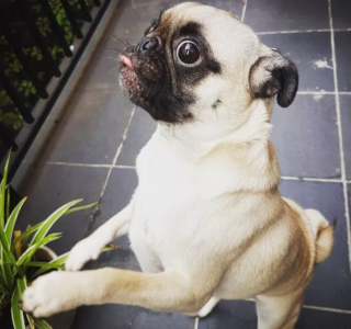 Illustration de l'article : 20 photos de chiens qui tirent la langue, mais pas pour vous narguer