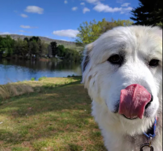 Illustration de l'article : 20 photos de chiens qui tirent la langue, mais pas pour vous narguer