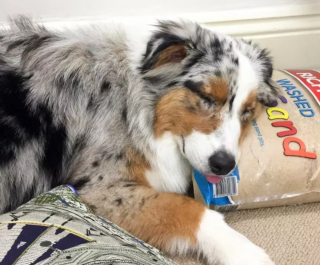 Illustration de l'article : 20 photos de chiens qui tirent la langue, mais pas pour vous narguer