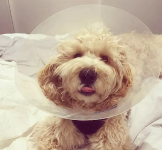 Illustration de l'article : 20 photos de chiens qui tirent la langue, mais pas pour vous narguer