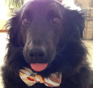 Illustration de l'article : 20 photos de chiens qui tirent la langue, mais pas pour vous narguer