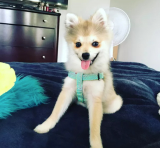 Illustration de l'article : 20 photos de chiens qui tirent la langue, mais pas pour vous narguer