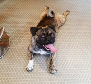 Illustration de l'article : 20 photos de chiens qui tirent la langue, mais pas pour vous narguer