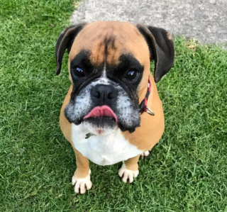 Illustration de l'article : 20 photos de chiens qui tirent la langue, mais pas pour vous narguer