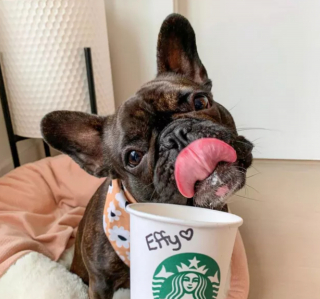 Illustration de l'article : 20 photos de chiens qui tirent la langue, mais pas pour vous narguer