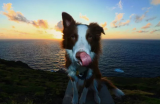 Illustration de l'article : 20 photos de chiens qui tirent la langue, mais pas pour vous narguer