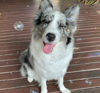 Illustration de l'article : 20 photos de chiens qui tirent la langue, mais pas pour vous narguer