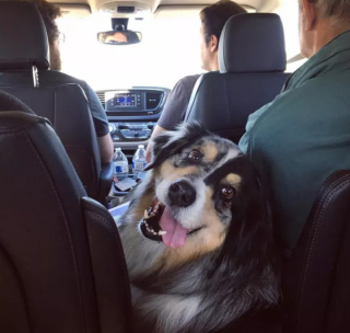 Illustration de l'article : 20 photos de chiens qui tirent la langue, mais pas pour vous narguer